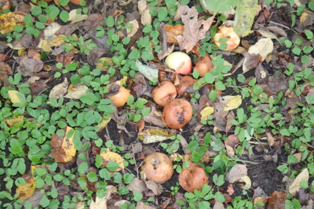 wild apples